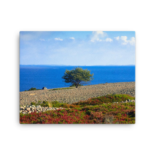 Canvas - Yksinäinen puu (Antti Terävä)